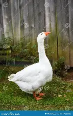 goose
